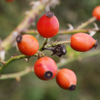 Sweet Briar Rose Bare Root Plant (Rosa rubiginosa)