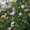 Sweet Briar Rose Bare Root Plant (Rosa rubiginosa)
