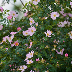 Sweet Briar Rose Bare Root Plant (Rosa rubiginosa)