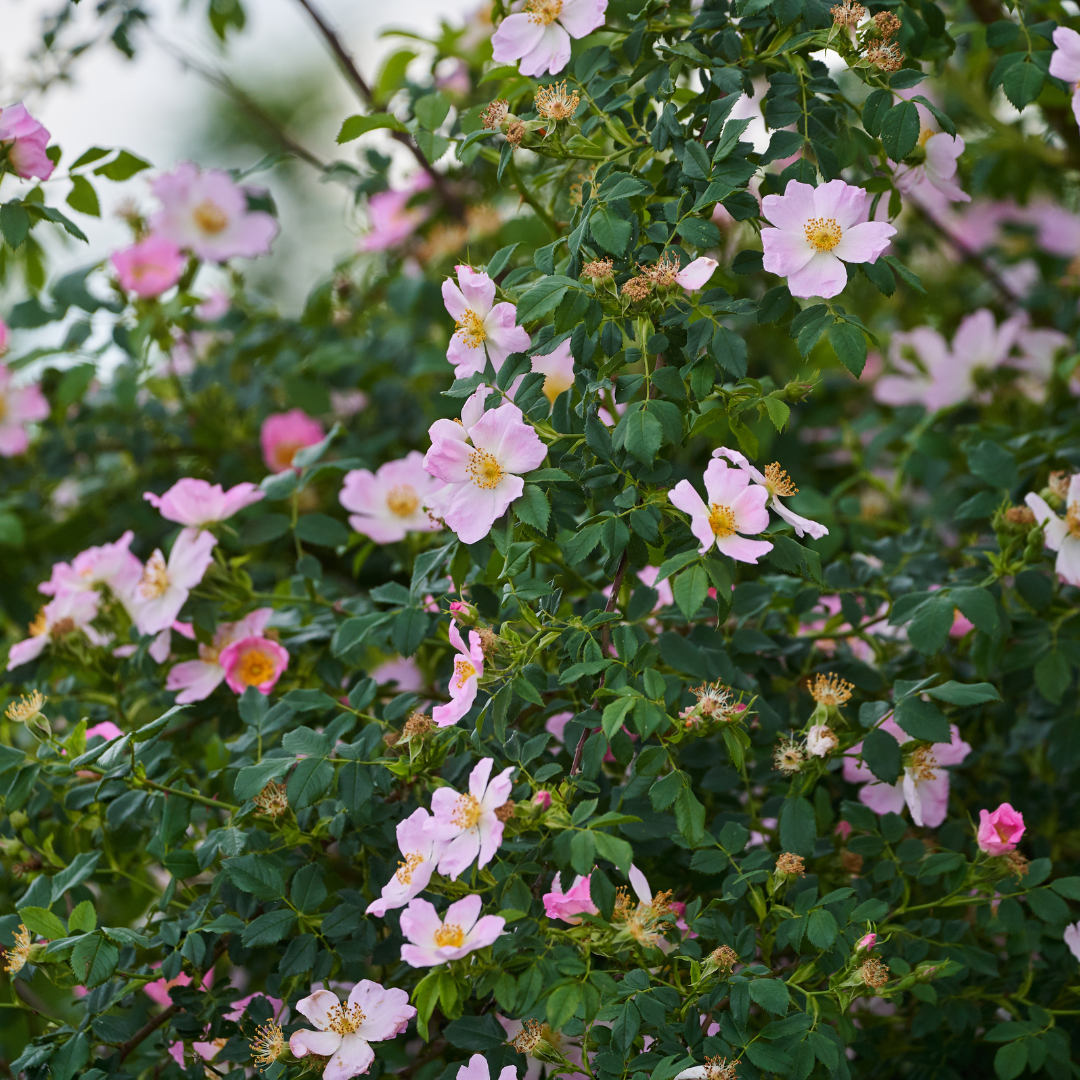 Sweet Briar Rose Bare Root Plant (Rosa rubiginosa)