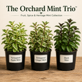 The Orchard Mint Trio™ - Fruit, Spice & Heritage Mint Collection