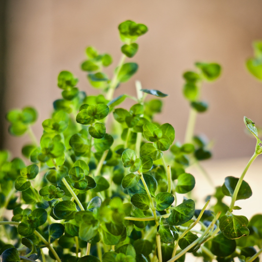 Broadleaf Thyme – Fragrant Culinary Herb