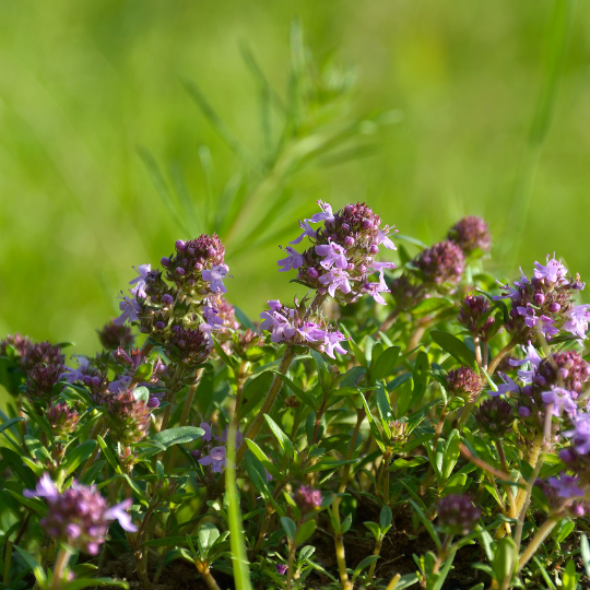 Broadleaf Thyme – Fragrant Culinary Herb