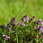 Broadleaf Thyme – Fragrant Culinary Herb