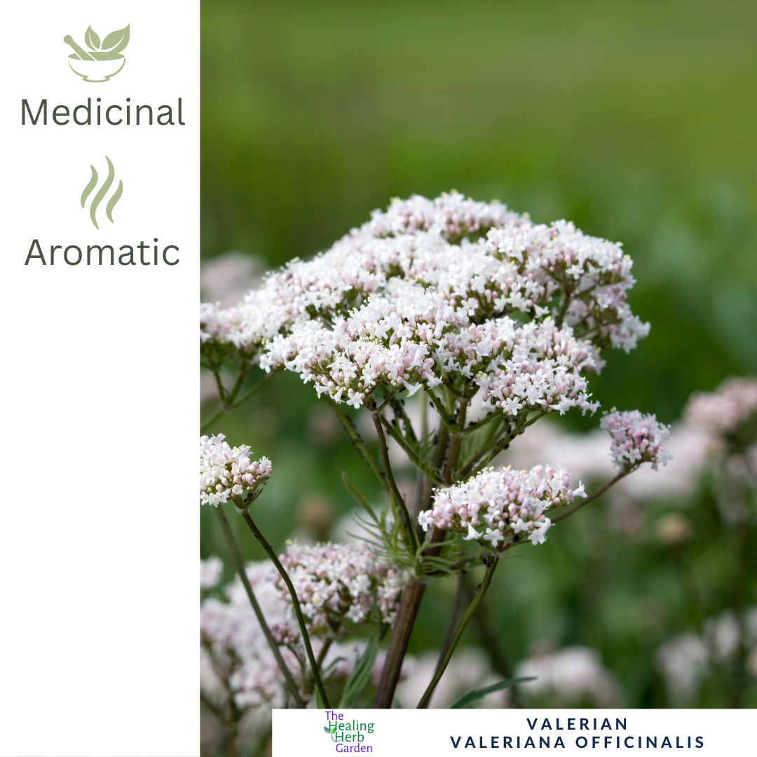 Valerian - For Restful Sleep & Calming Herbal Remedies
