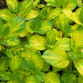 Variegated Ginger Mint – Gold-Splashed Spicy Mint