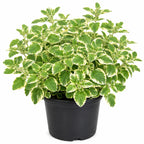 {{Product title}} herb plant | {{Shop name}}