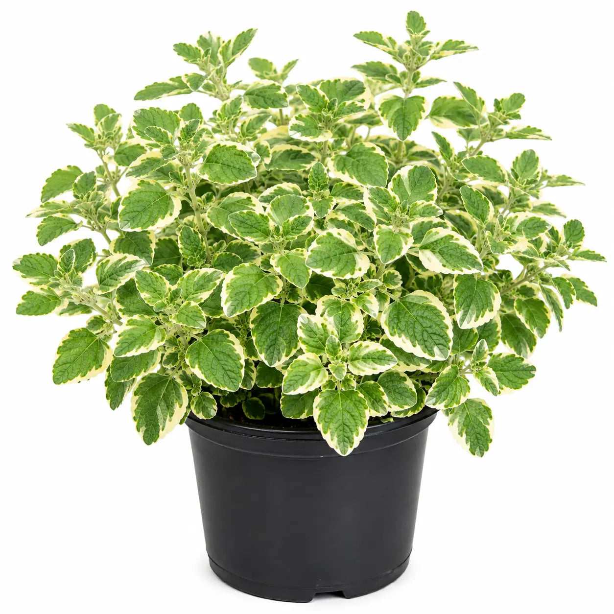 {{Product title}} herb plant | {{Shop name}}