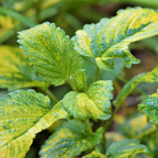 Variegated Lemon Balm – Fragrant Herbal Tea