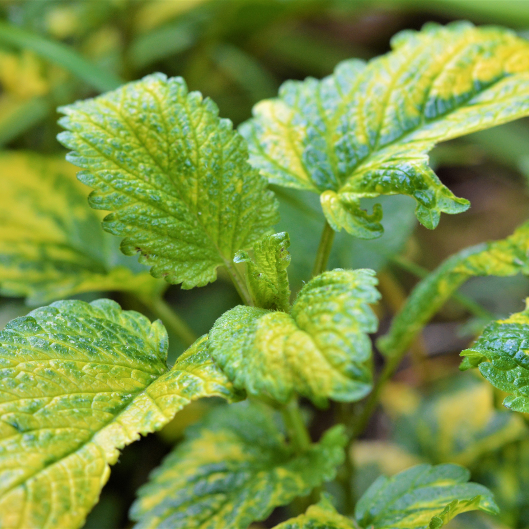 Variegated Lemon Balm – Fragrant Herbal Tea