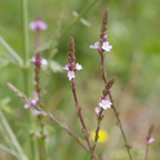Vervain – Pollinator-Friendly Herb