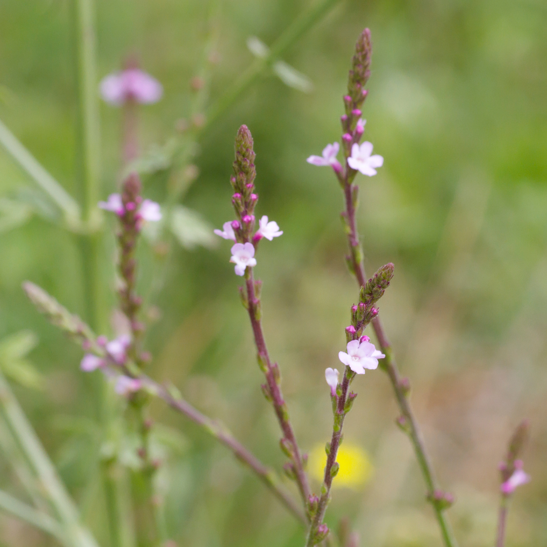 Vervain – Pollinator-Friendly Herb