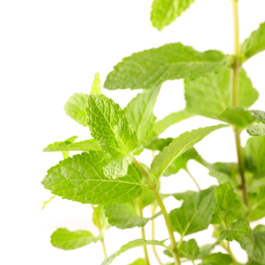 Water Mint – Native Pond & Bog Mint