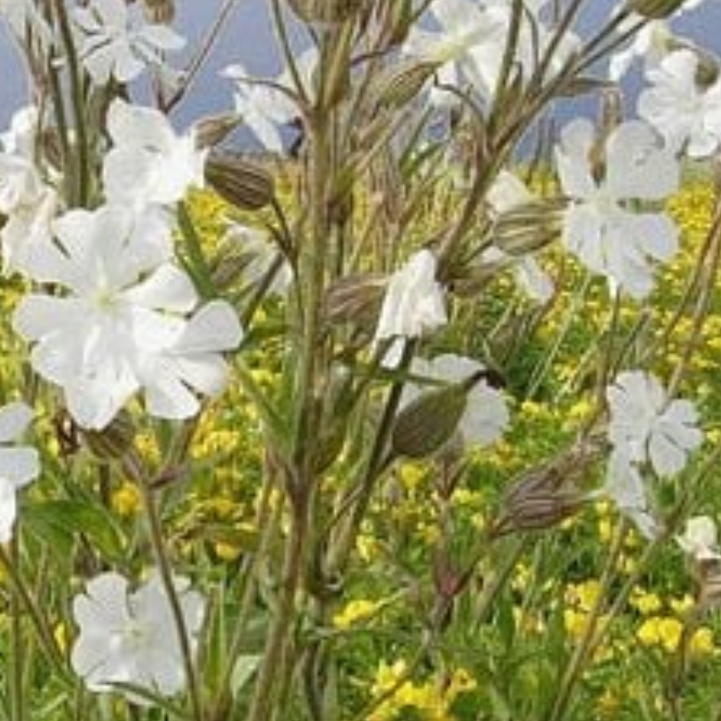 White Campion Plant - Graceful Native Wildflower