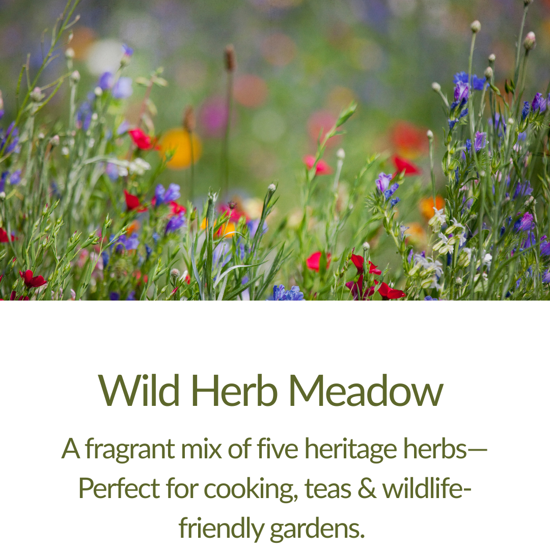 Wild Herb Meadow Collection - Plant Kit