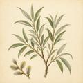 White Willow