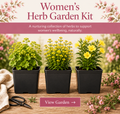 Herb Woman Garden – 3 Traditional Herb Plants UK