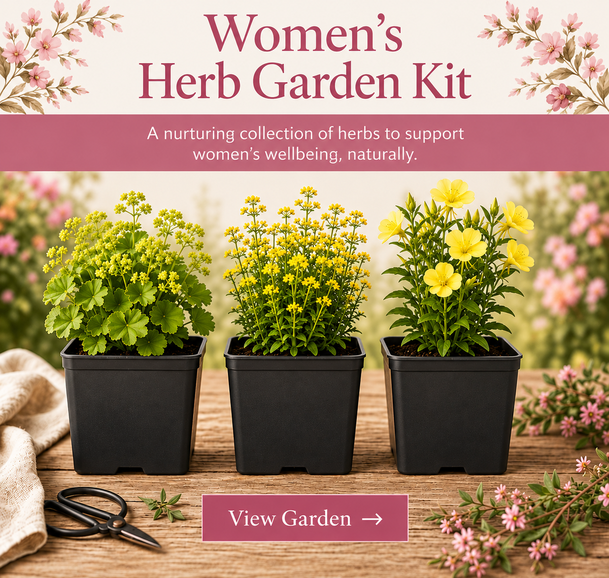 Herb Woman Garden – 3 Traditional Herb Plants UK