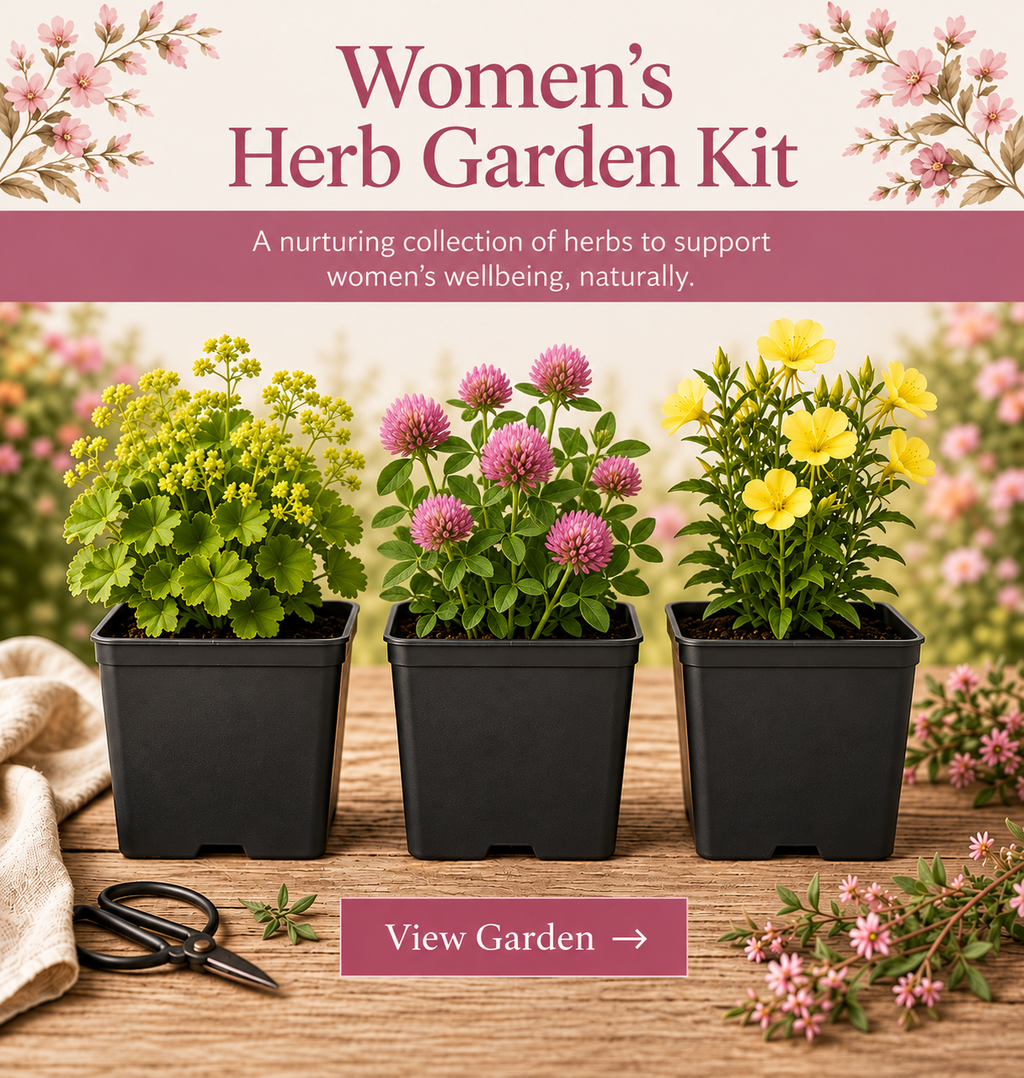 Herb Woman Garden – 3 Traditional Herb Plants UK