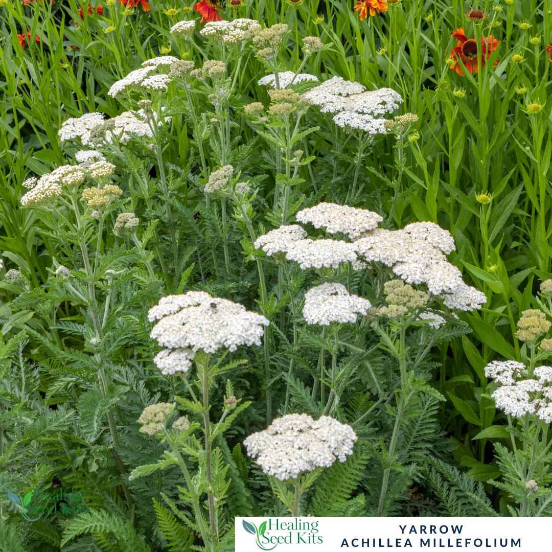 Yarrow Plant - For Wound Healing & Wildlife-Friendly Border
