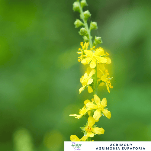 Agrimony – For Digestive Balance & Bright Summer Colour - The Healing Herb Garden