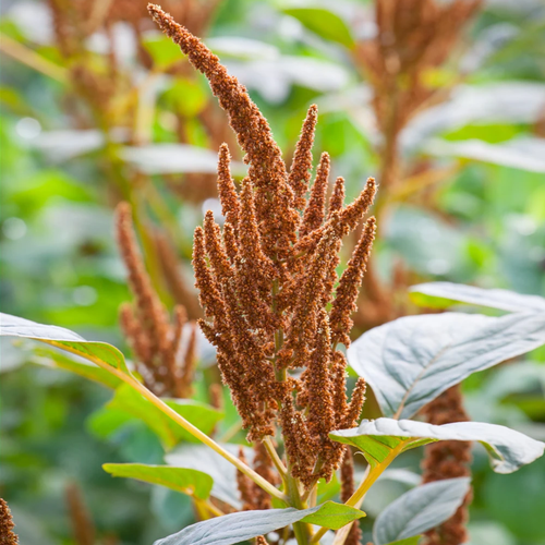 Amaranth - Ornamental & Edible Heritage Plant - The Healing Herb Garden