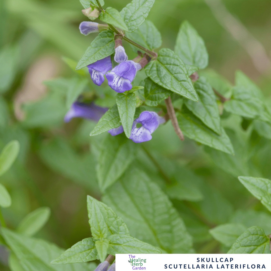 American Skullcap – For Relaxation & Nervous System Support - The Healing Herb Garden