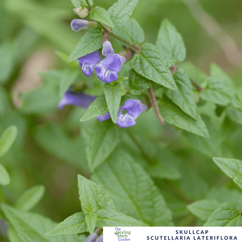 American Skullcap – For Relaxation & Nervous System Support - The Healing Herb Garden
