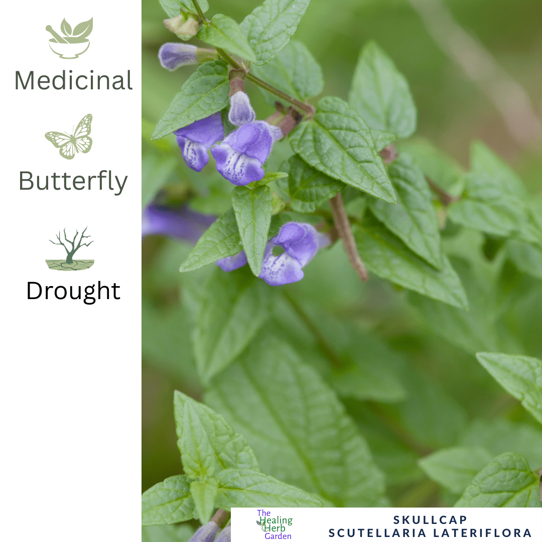 American Skullcap – For Relaxation & Nervous System Support - The Healing Herb Garden