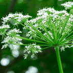 Angelica plug plant – Historic Culinary herb - The Healing Herb Garden