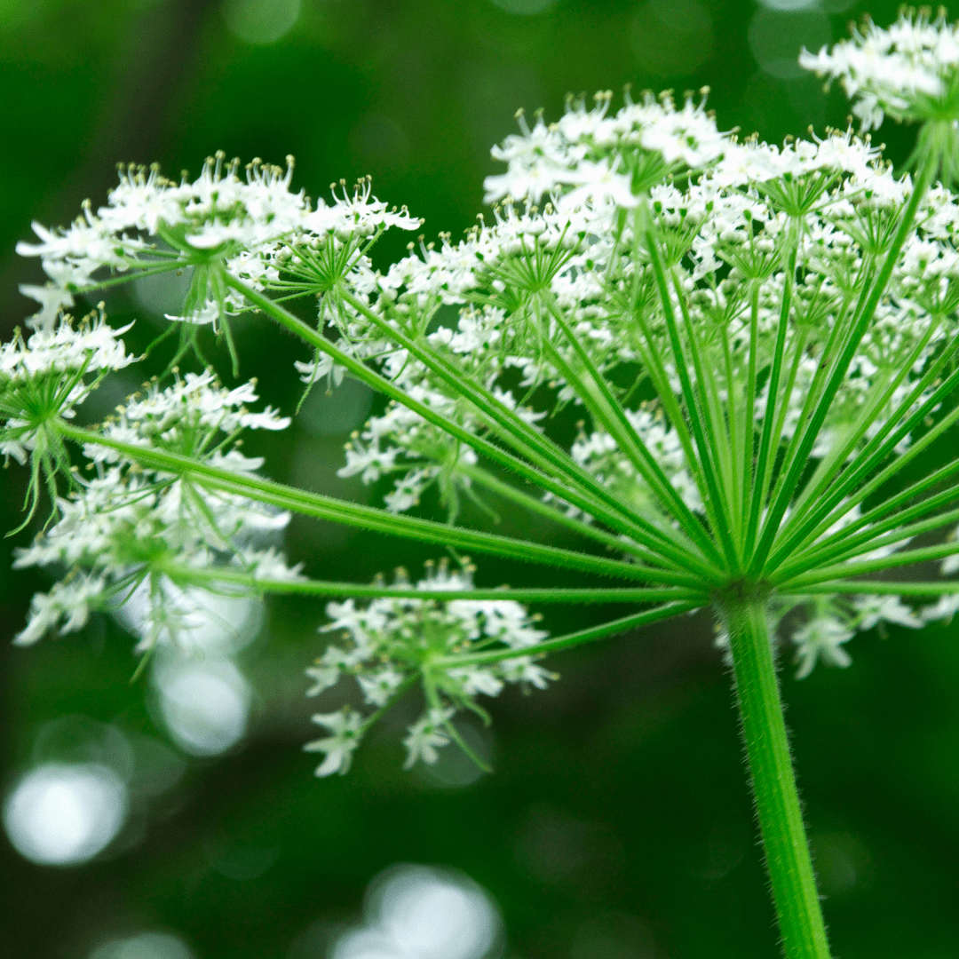 Angelica plug plant – Historic Culinary herb - The Healing Herb Garden