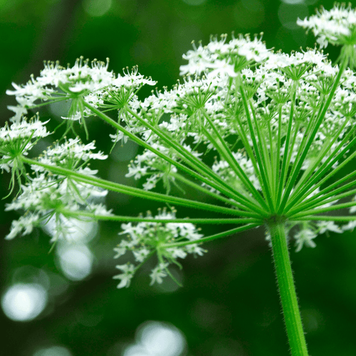 Angelica plug plant – Historic Culinary herb - The Healing Herb Garden