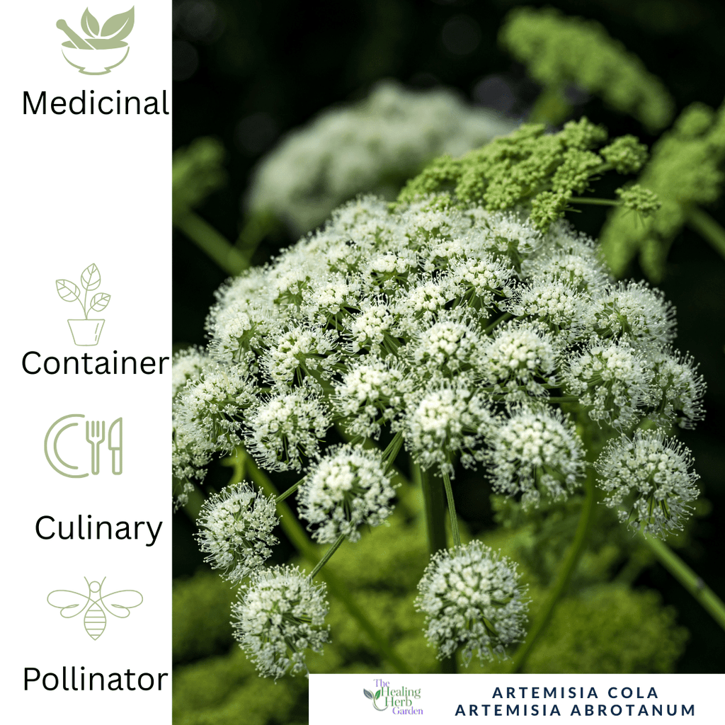 Angelica plug plant – Historic Culinary herb - The Healing Herb Garden