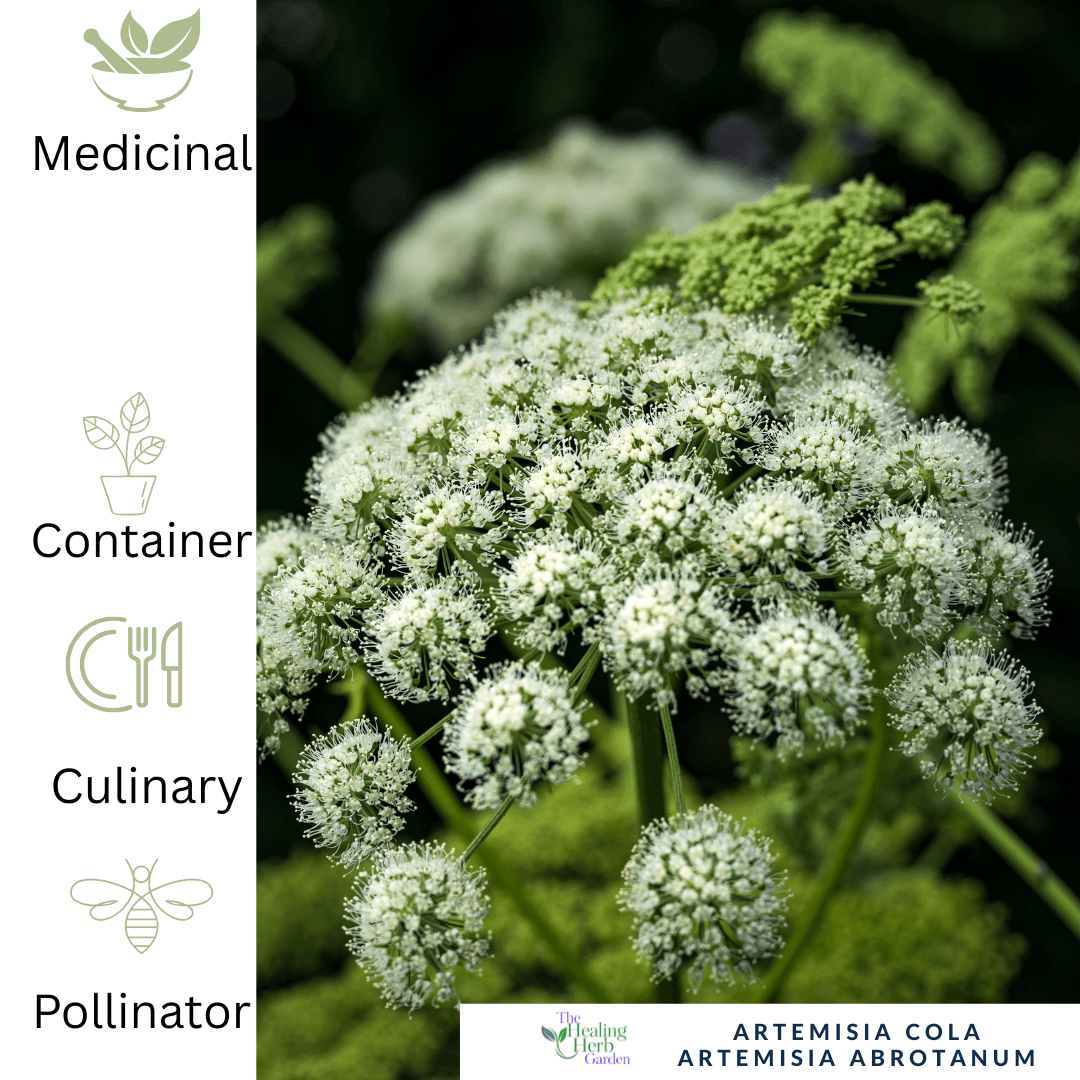 Angelica plug plant – Historic Culinary herb - The Healing Herb Garden