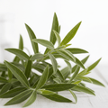 Balm of Gilead - Fragrant Heritage Tree - The Healing Herb Garden