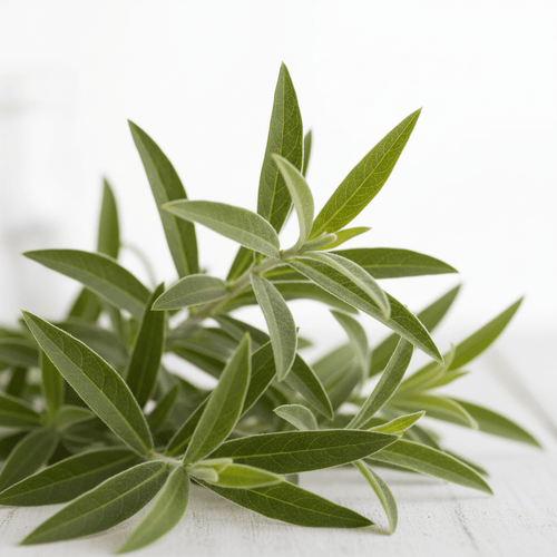 Balm of Gilead - Fragrant Heritage Tree - The Healing Herb Garden