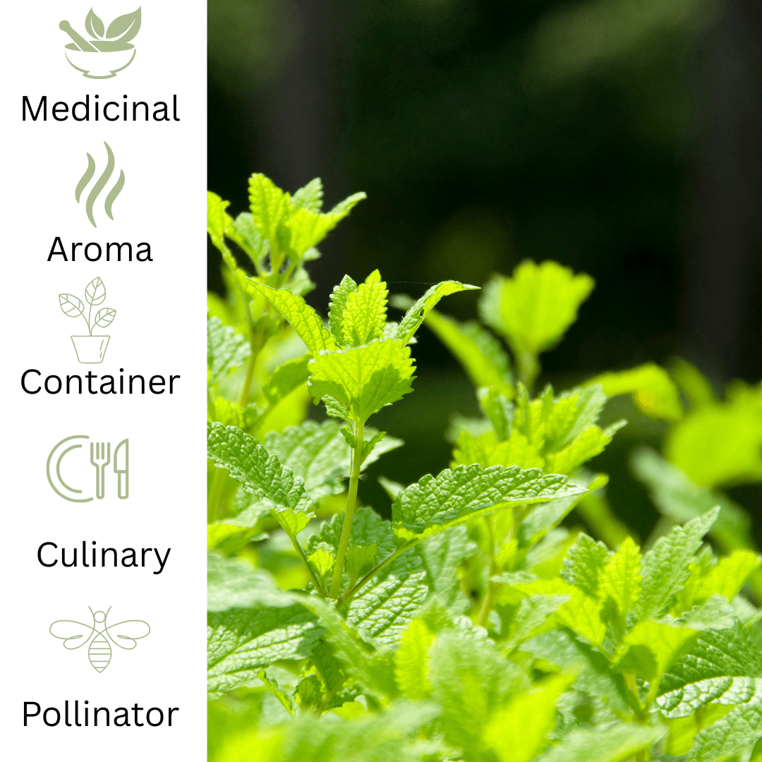 Basil Mint Plant - Aromatic Mint for Cooking & Tea - The Healing Herb Garden