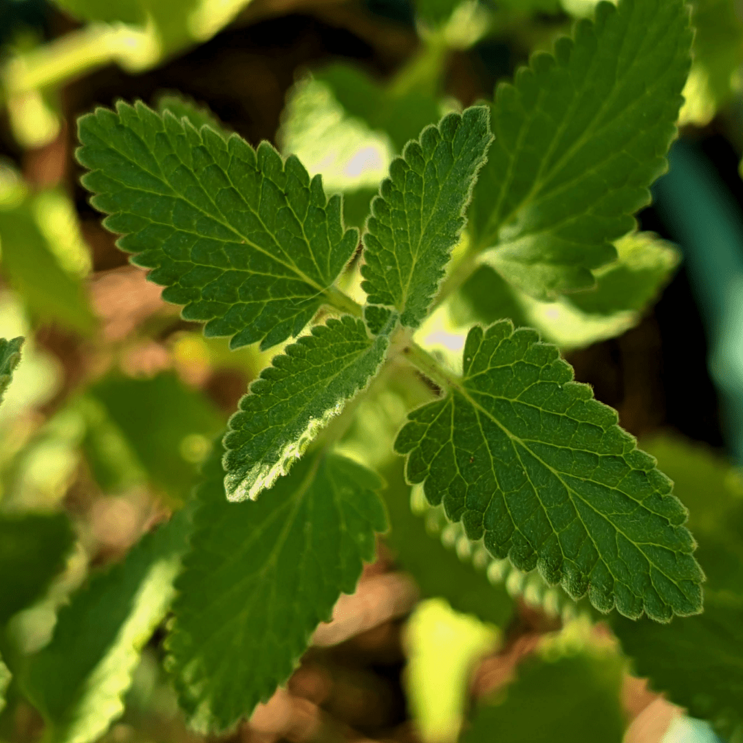 Basil Mint Plant - Aromatic Mint for Cooking & Tea - The Healing Herb Garden