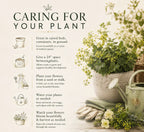 The Healing Herb Garden