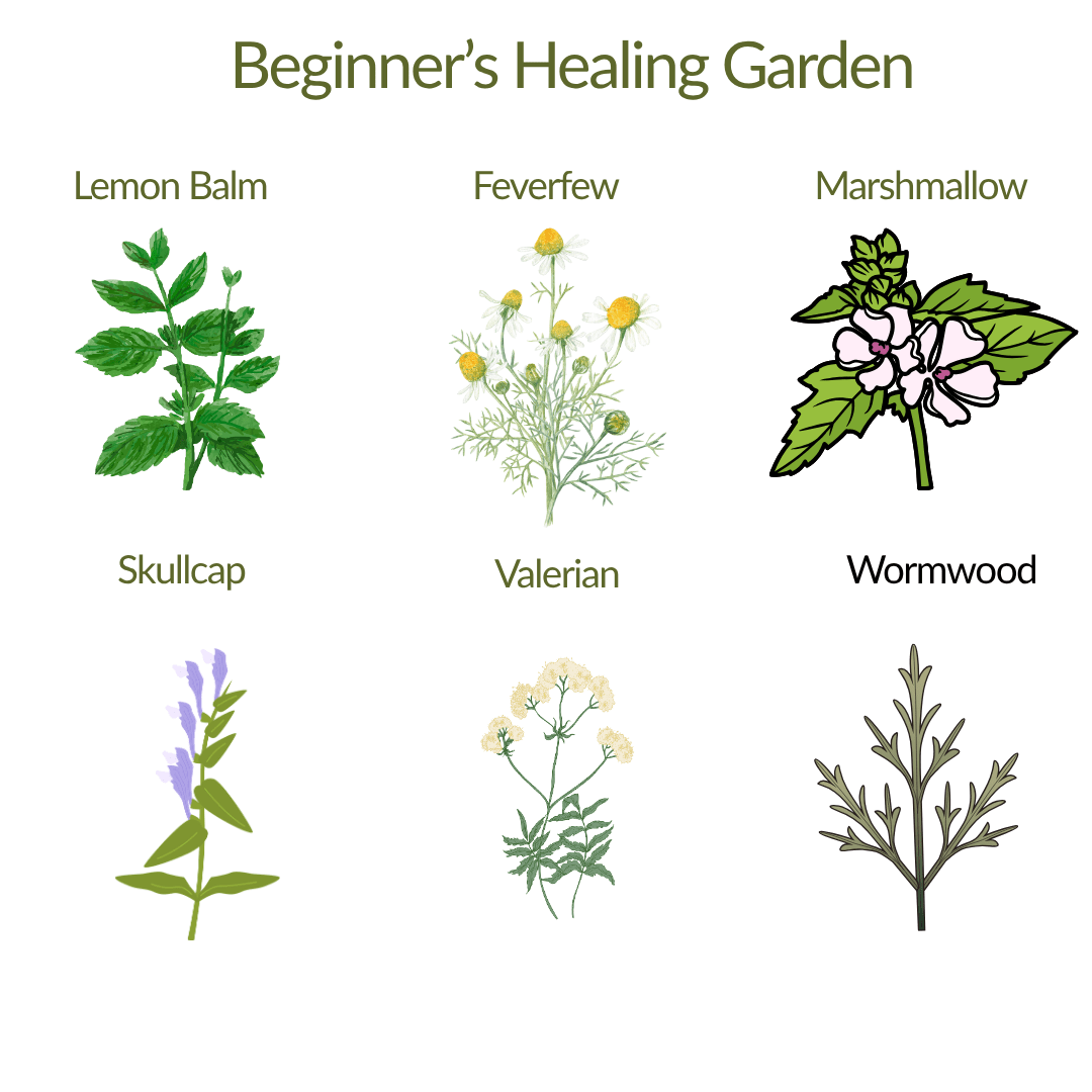 Beginner Healing Garden Plant Kit - The Healing Herb Garden