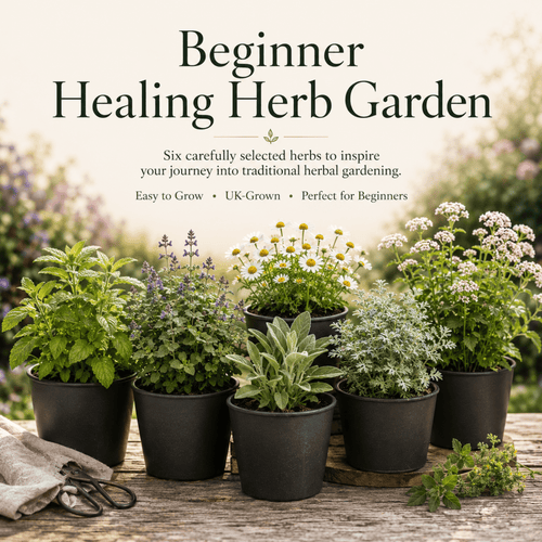 Beginner Healing Herb Garden Kit - The Healing Herb Garden