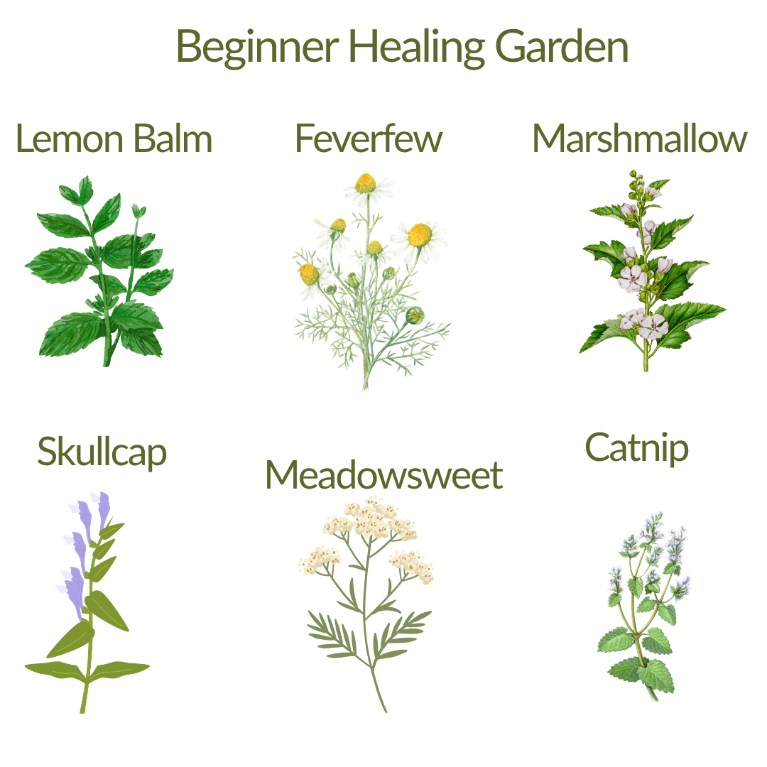 Beginner Healing Herb Garden Kit - The Healing Herb Garden