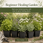 Beginner Healing Herb Garden Kit - The Healing Herb Garden