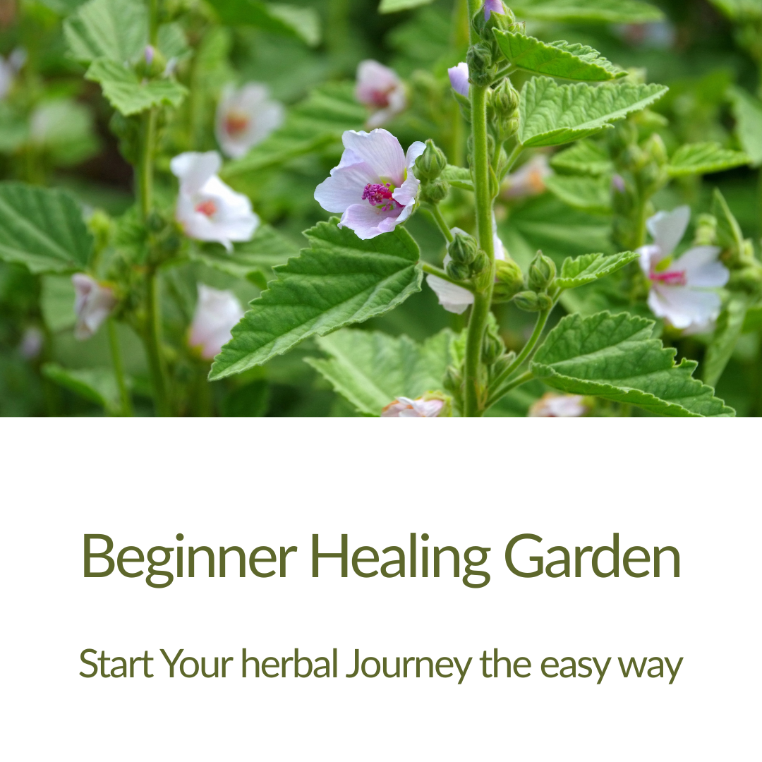 Beginner Healing Garden Plant Kit