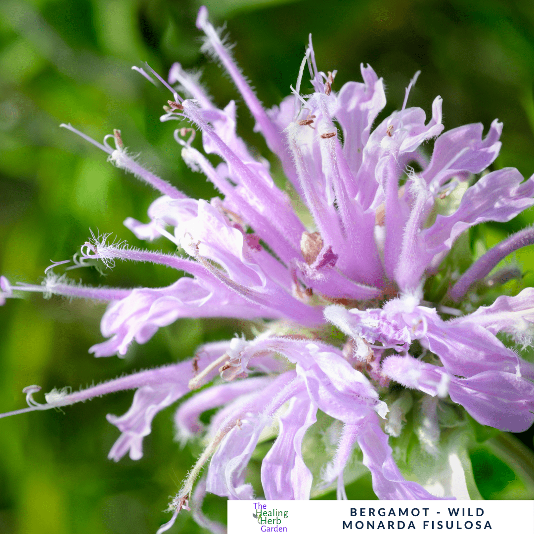 Bergamot – For Relaxation & Pollinator - Friendly Colour - The Healing Herb Garden