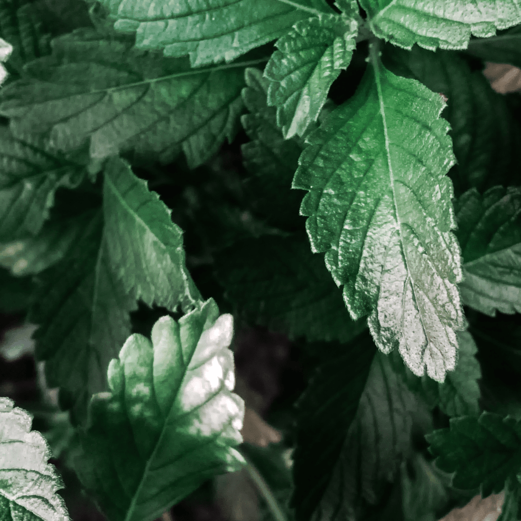 Berries & Cream Mint - Sweet Dessert Mint for Tea & Drinks - The Healing Herb Garden