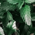 Berries & Cream Mint - Sweet Dessert Mint for Tea & Drinks - The Healing Herb Garden