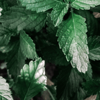 Berries & Cream Mint - Sweet Dessert Mint for Tea & Drinks - The Healing Herb Garden
