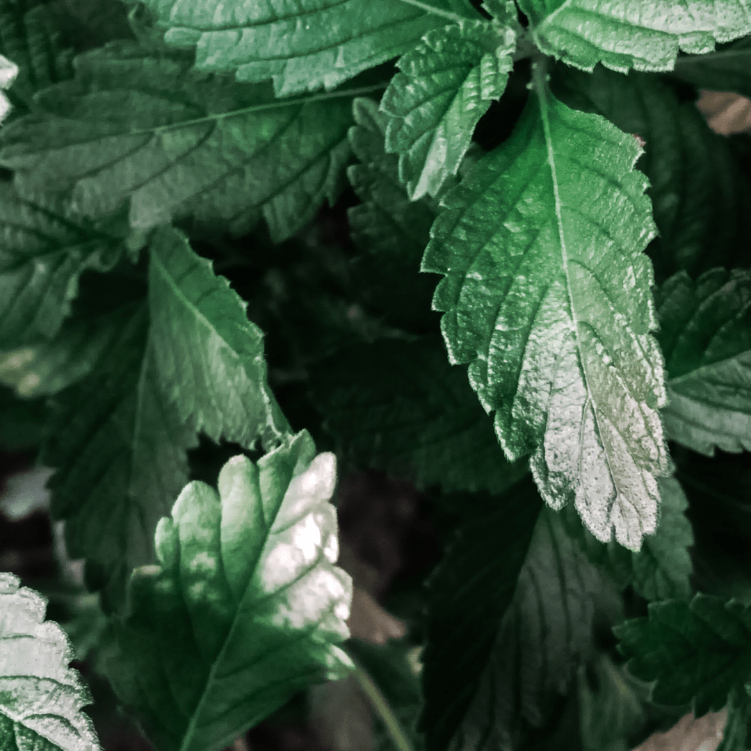 Berries & Cream Mint - Sweet Dessert Mint for Tea & Drinks - The Healing Herb Garden