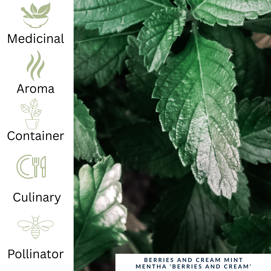 Berries & Cream Mint - Sweet Dessert Mint for Tea & Drinks - The Healing Herb Garden